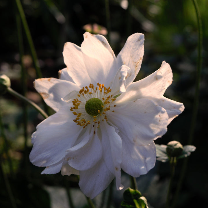 Anemone x hybrida 'Whirlwind'  - Whirlwind Anemone