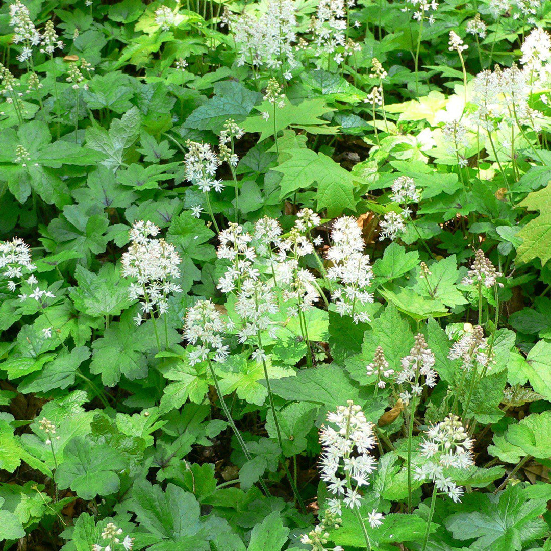 Tiarella cordifolia  - Foam Flower