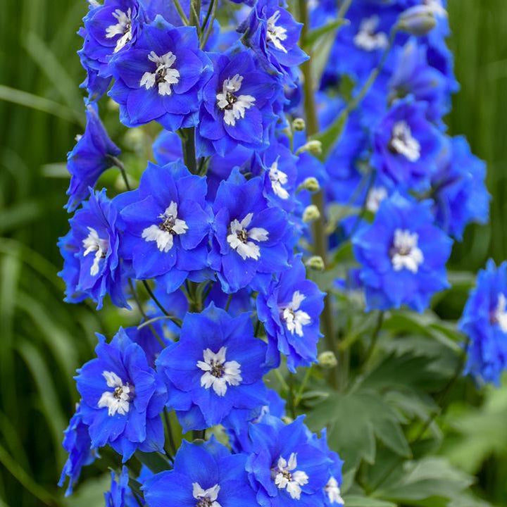 Delphinium x 'Cobalt Dreams'  - Cobalt Dreams Delphinium