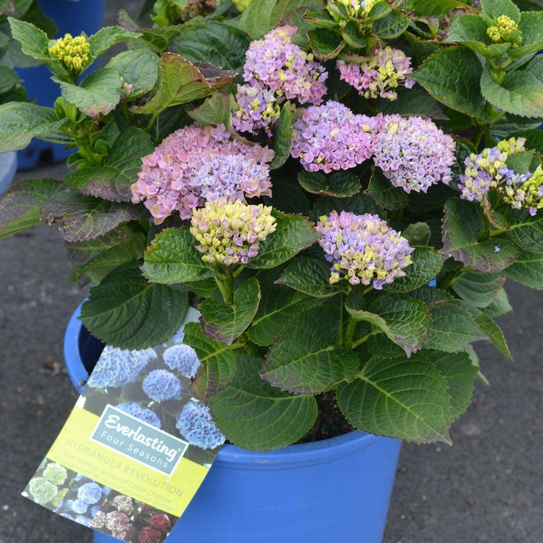 Hydrangea macrophylla 'Hokomarevo'  - Everlasting® Revolution Hydrangea