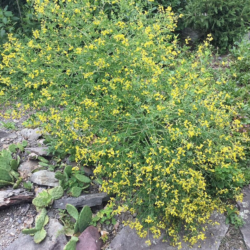 Baptisia tinctoria  - Wild Indigo