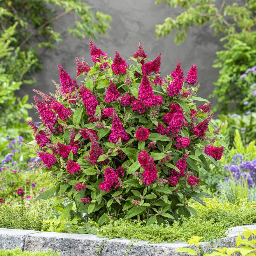 Buddleia davidii ‘BotEx 006’ PP34500  - Butterfly Candy™ Li'l Raspberry™ Butterfly Bush