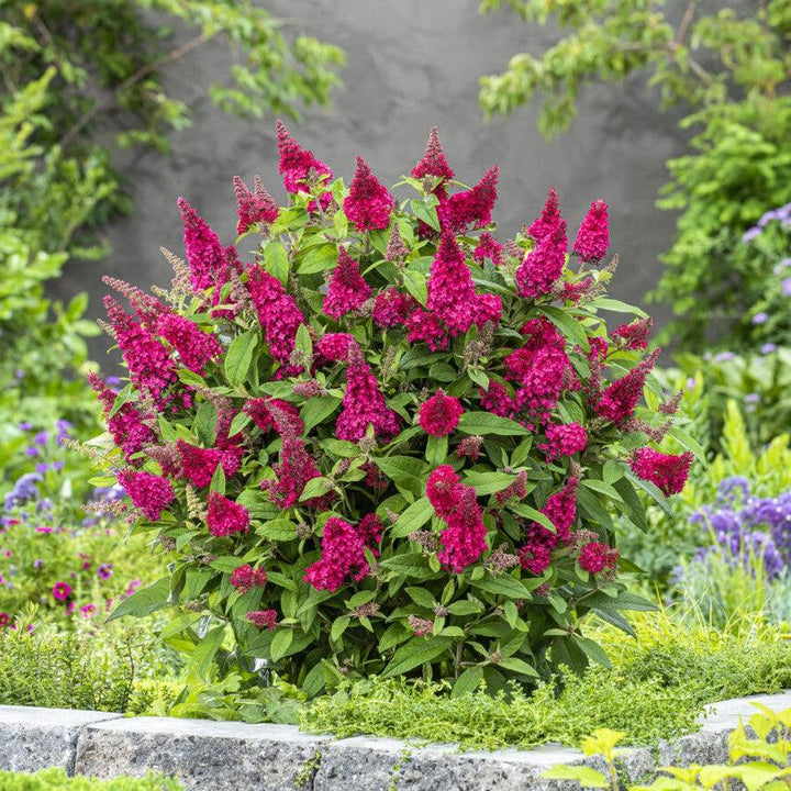 Buddleia davidii ‘BotEx 006’ PP34500  - Butterfly Candy™ Li'l Raspberry™ Butterfly Bush