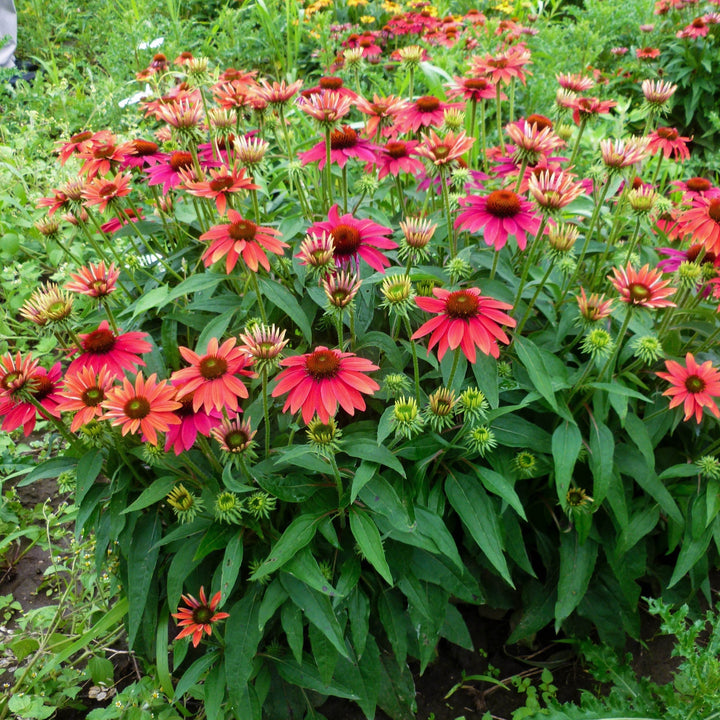 Echinacea 'Balsomtresgo'  - Sombrero® Tres Amigos Coneflower