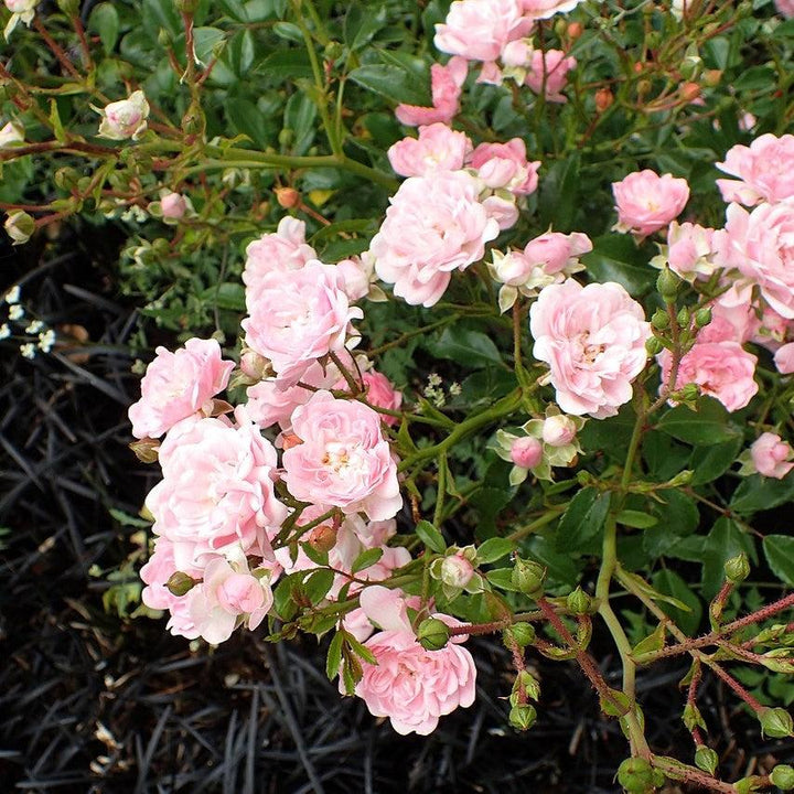 Rosa 'The Fairy'  - The Fairy Rose