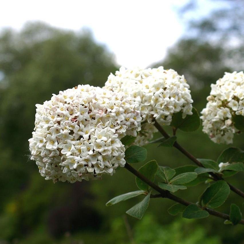 Viburnum carlesii  - Korean Spice Viburnum