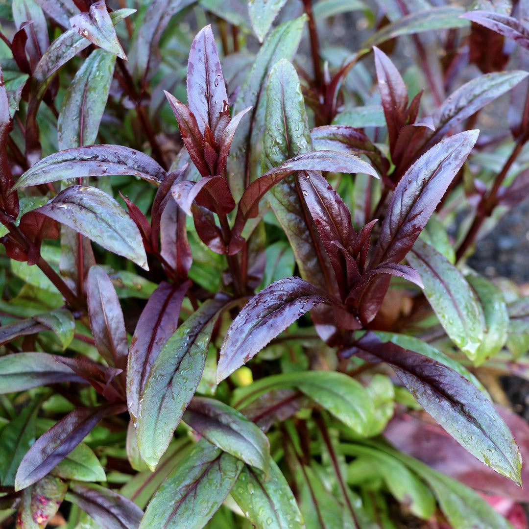 Penstemon digitalis 'TNPENDB'  - DAKOTA™ Burgundy Beardtongue