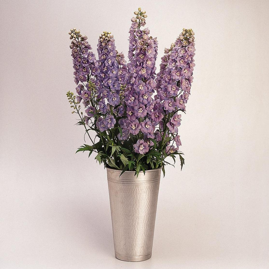 Delphinium elatum 'Guardian Lavender'  - Guardian Lavender Delphinium