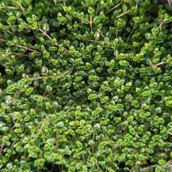Thymus vulgaris 'Caborn Wine & Roses'  - Caborn Wine & Roses Thyme