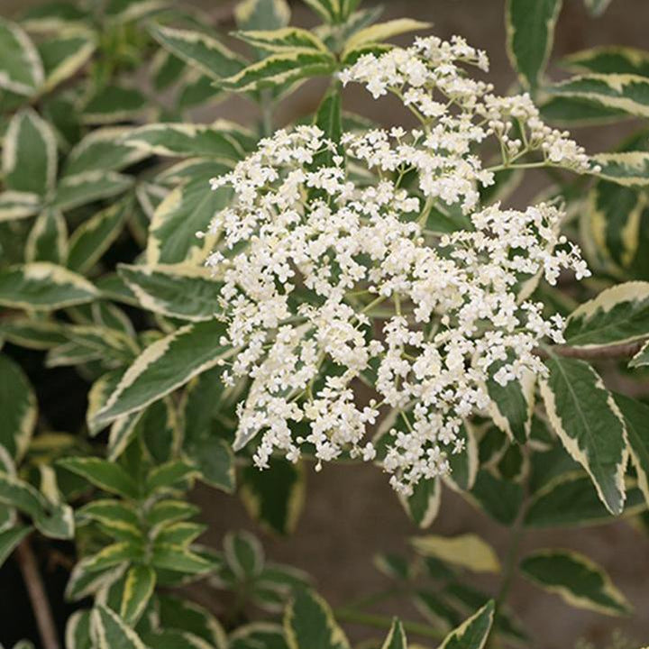 Sambucus nigra 'Instant Karma'  - Instant Karma™ Elderberry