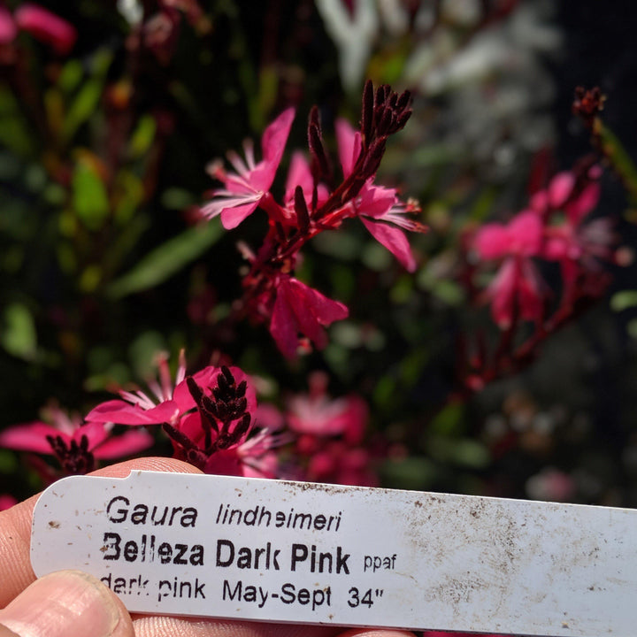 Gaura lindheimeri 'Kleau 04263'  - Belleza™ Dark Pink Gaura