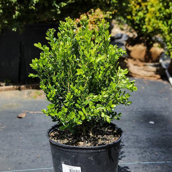 Buxus sinica var. insularis 'Franklin's Gem'  - Franklin's Gem Korean Boxwood
