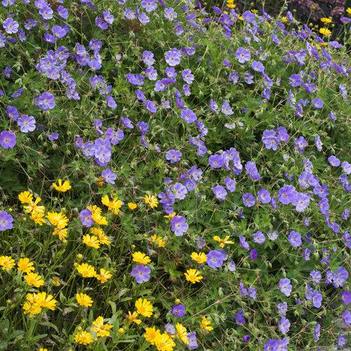 Geranium x 'Rozanne'  - Rozanne Cranesbill