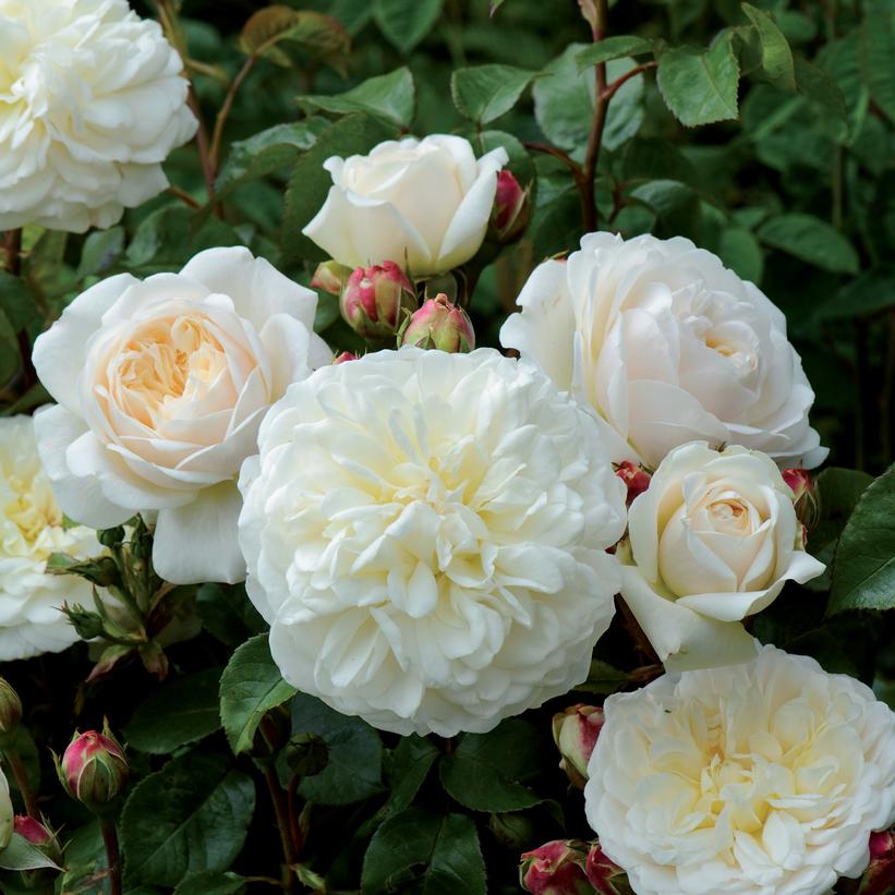Rosa 'Ausnoble'  - Tranquility® Rose