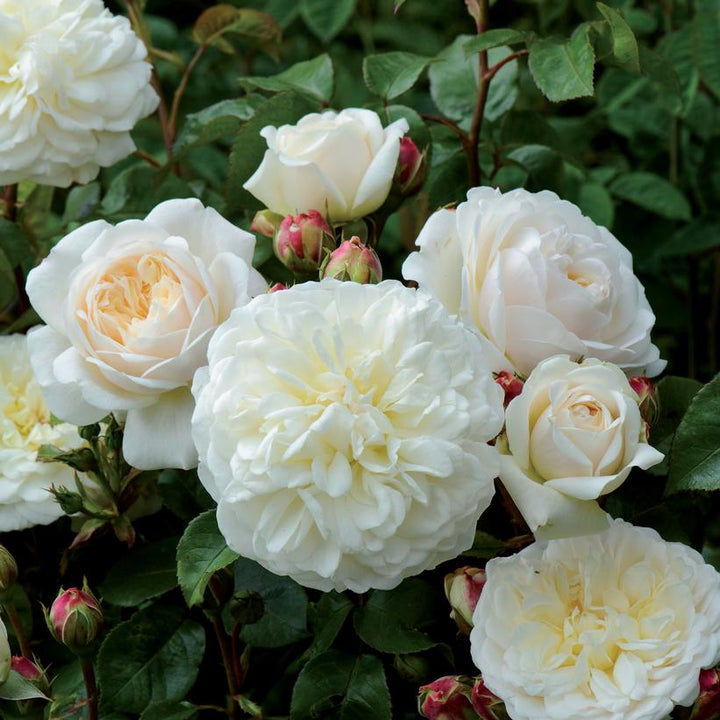 Rosa 'Ausnoble'  - Tranquility® Rose