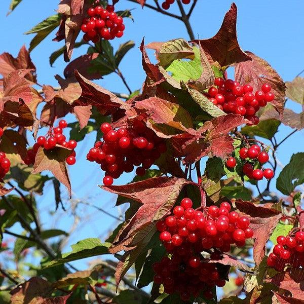 Viburnum trilobum ‘Bailey Compact’  - Bailey Compact Viburnum