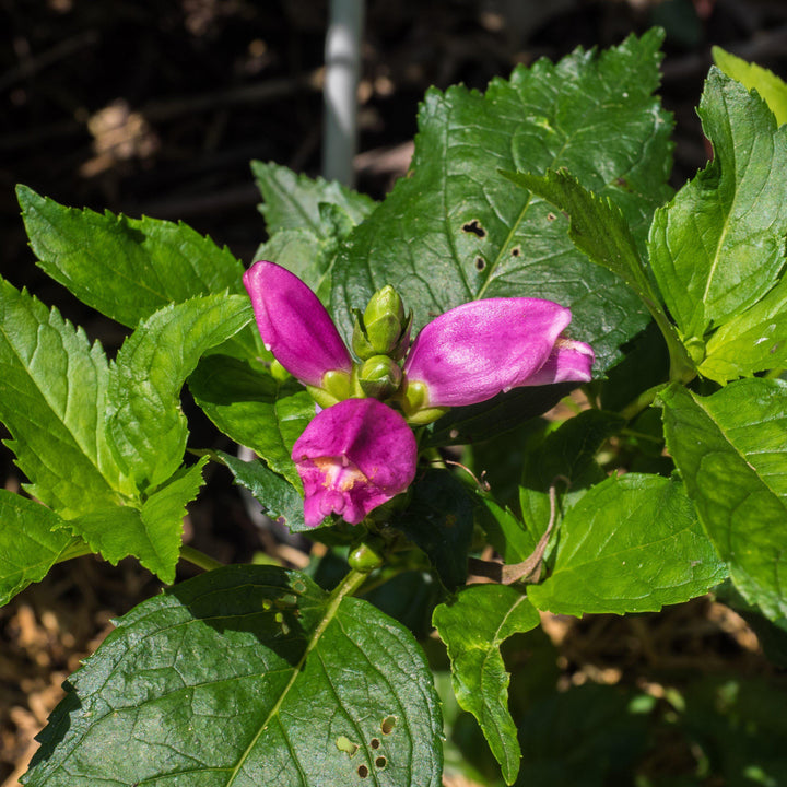 Chelone lyonii 'Hot Lips'  - Hot Lips Turtlehead