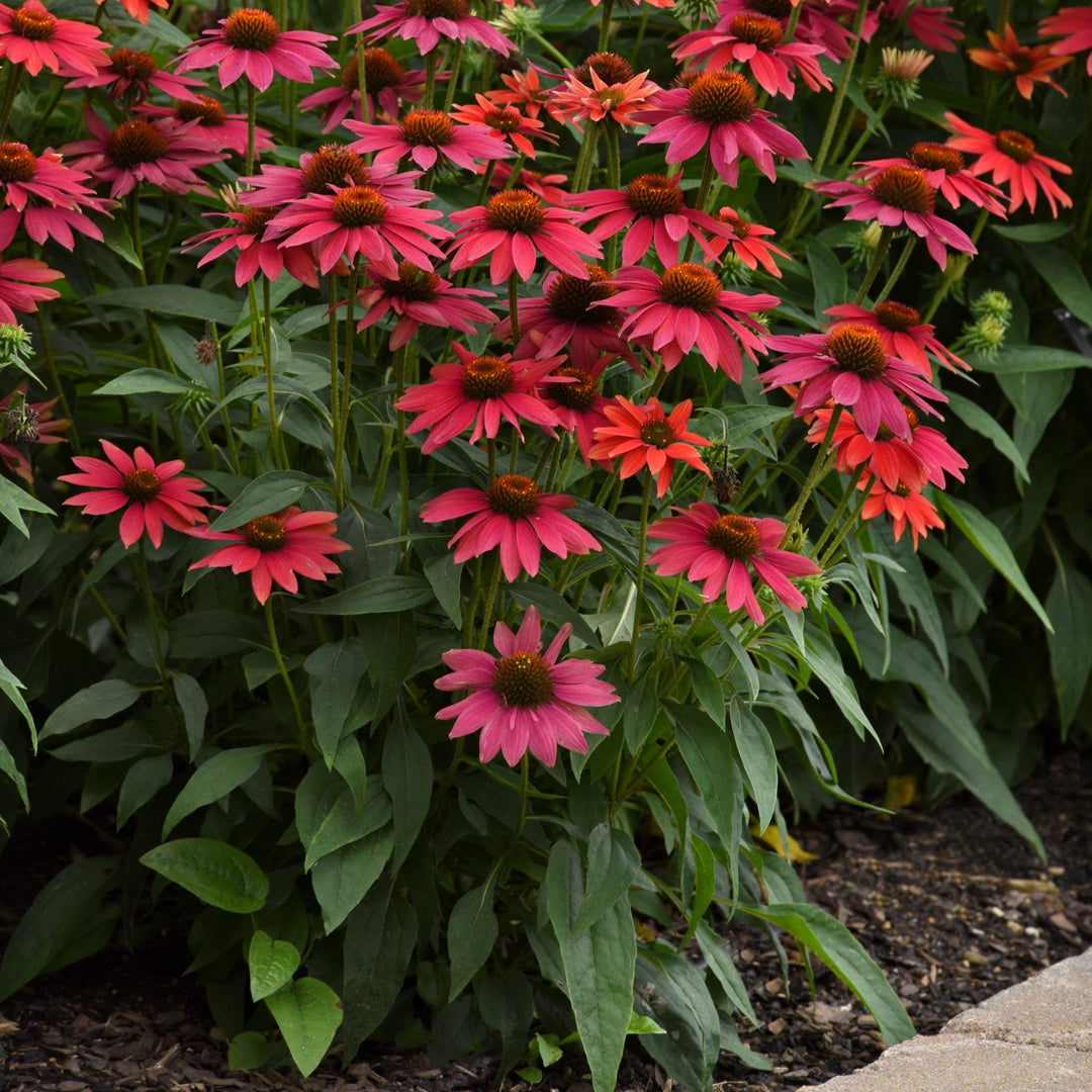 Echinacea 'Balsomtresgo'  - Sombrero® Tres Amigos Coneflower