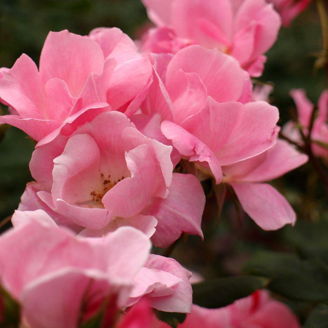 Rosa x 'Radyod  - Blushing Knock Out® Rose