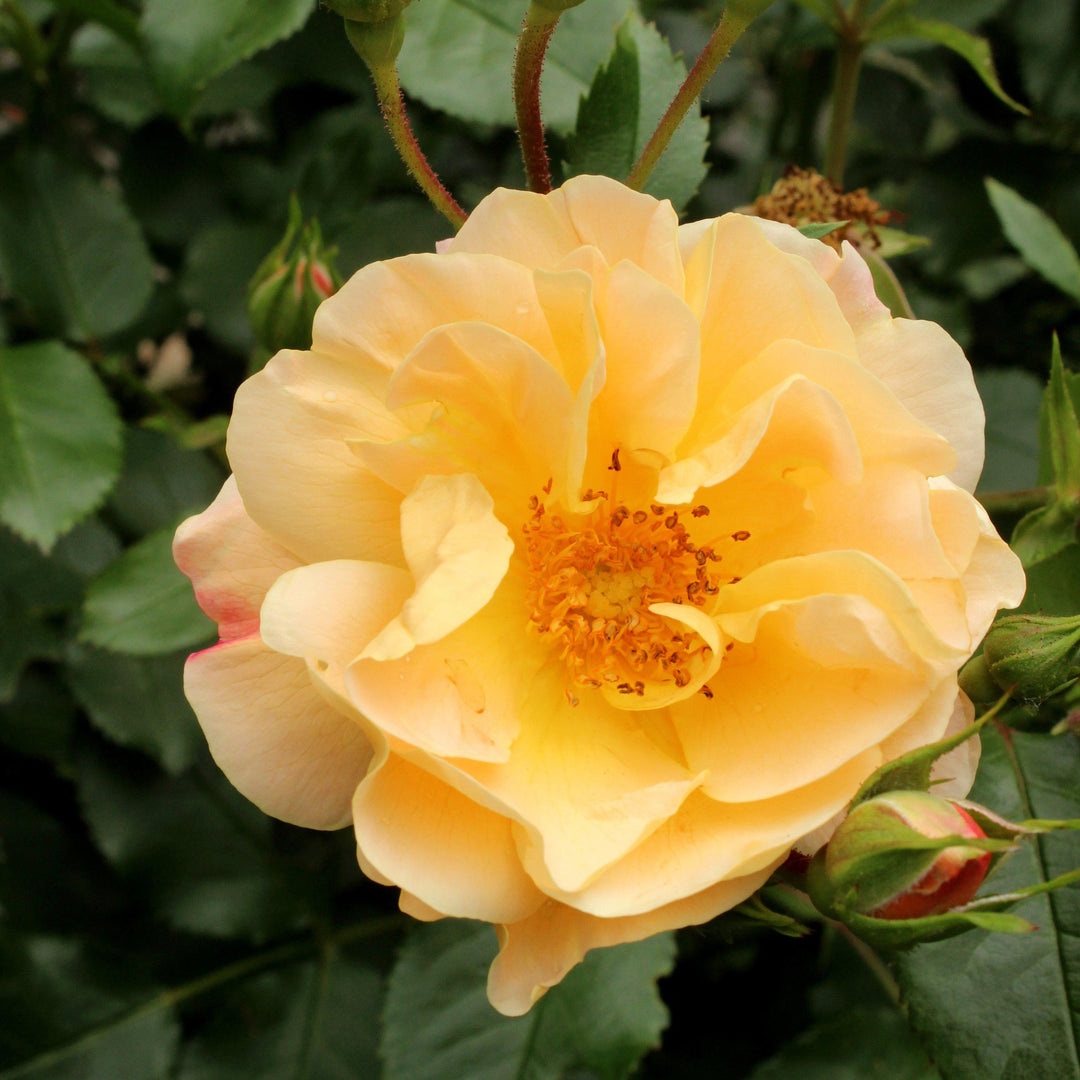 Rosa x 'NOA97400A'  - Flower Carpet® Amber Rose