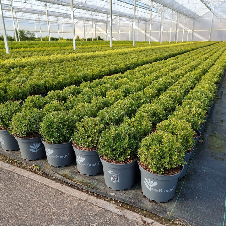 Buxus 'HER2009B01'’ PP32,274  - BetterBoxwood® Renaissance™ Boxwood
