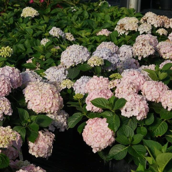 Hydrangea macrophylla 'SMNHMC'  - Wee Bit Innocent® Hydrangea