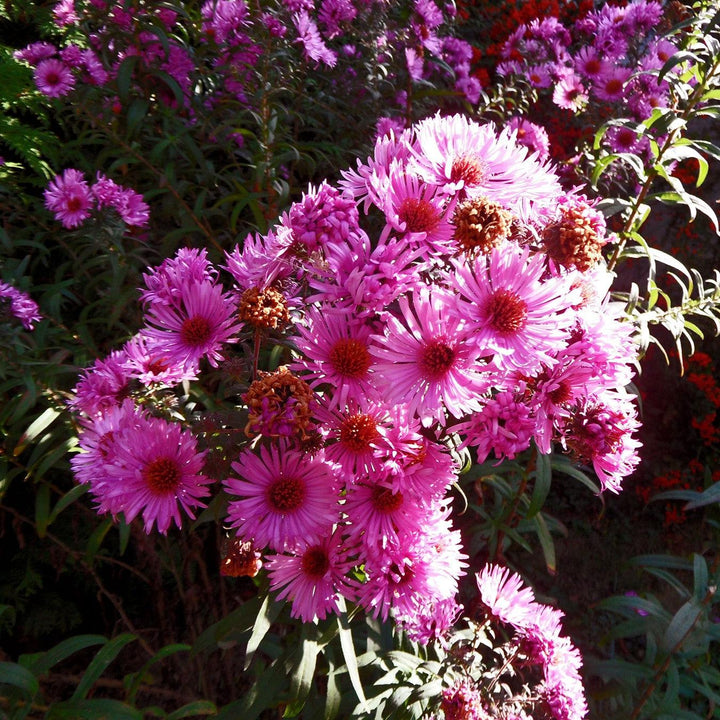 Aster novae-angliae 'Vibrant Dome'  - Vibrant Dome New England Aster