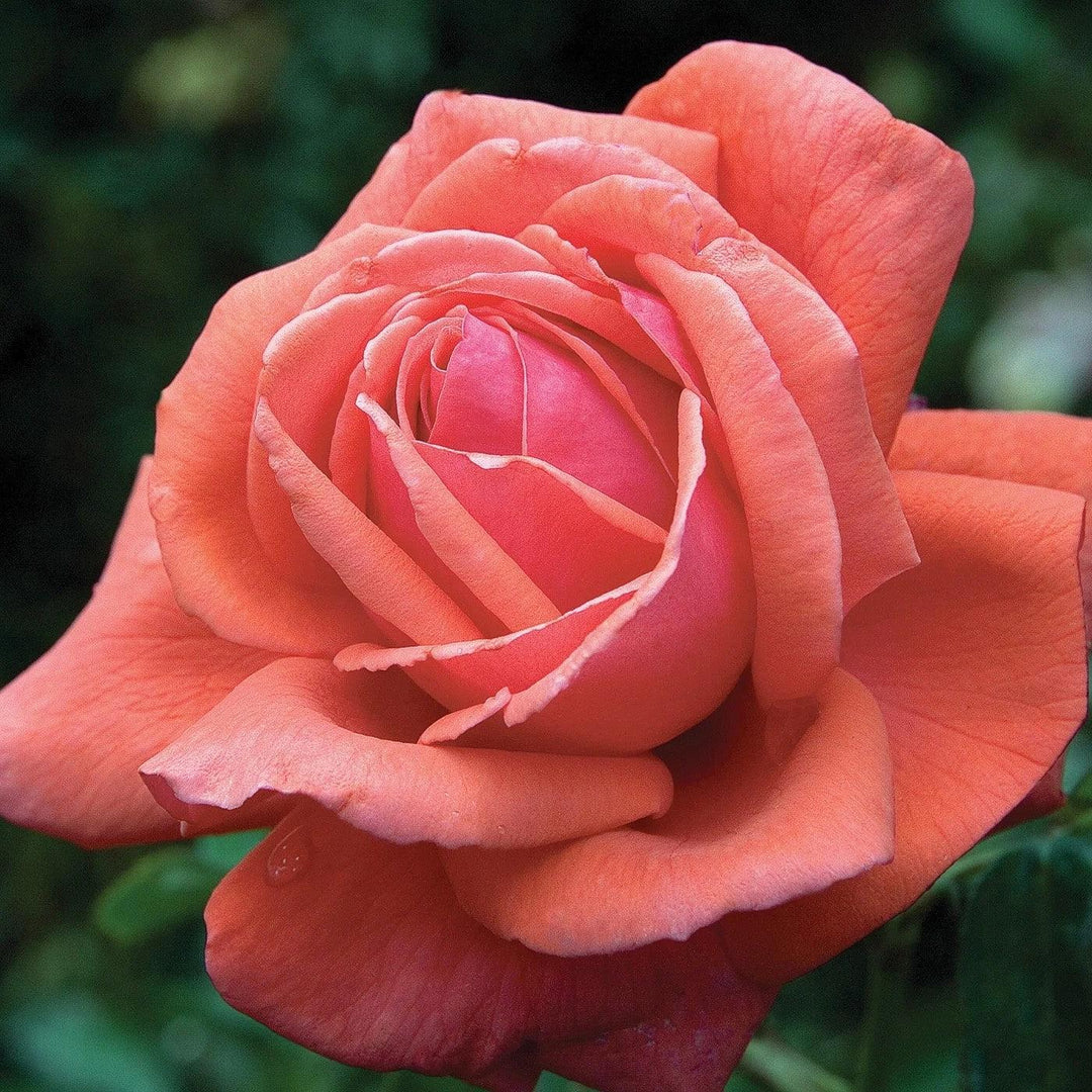 Rosa 'Tanellis'  - Fragrant Cloud Rose
