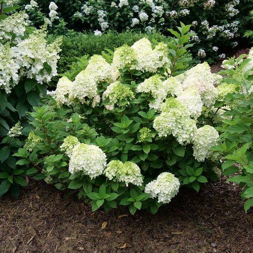 Hydrangea paniculata 'SMNHPH' PP33,207  - Proven Winners® Little Lime Punch® Hydrangea