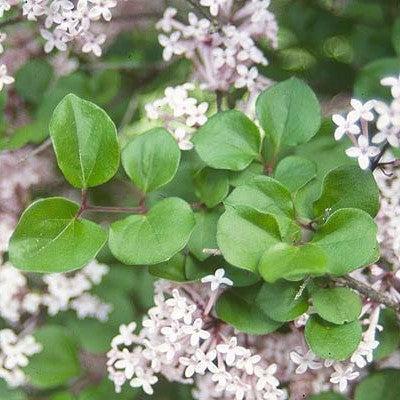 Syringa meyeri 'Palibin'  - Dwarf Korean Lilac