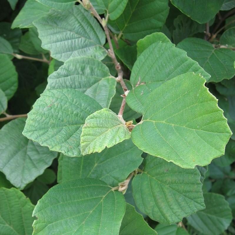 Fothergilla gardenii  - Dwarf Fothergilla