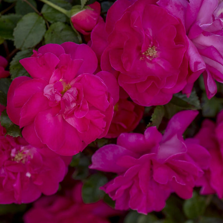 Rosa 'Radwire' PP 29,533  - Highwire Flyer™ Rose