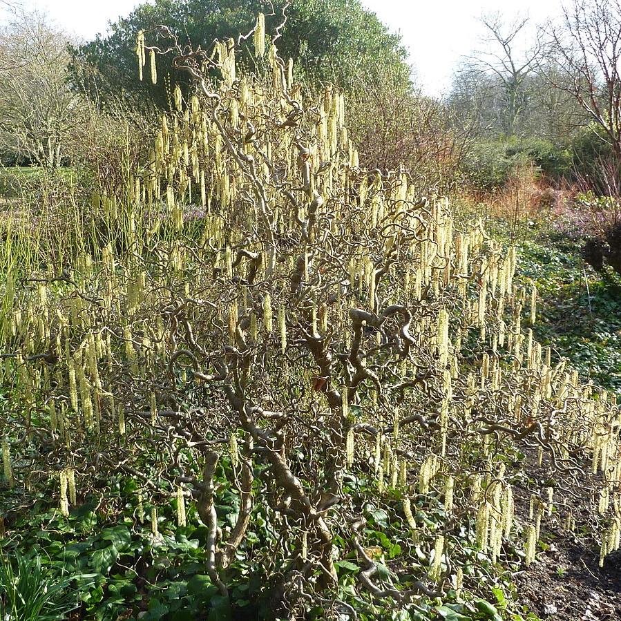 Corylus avellana 'Contorta'  - Contorted Filbert, Harry Lauder’s Walking Stick