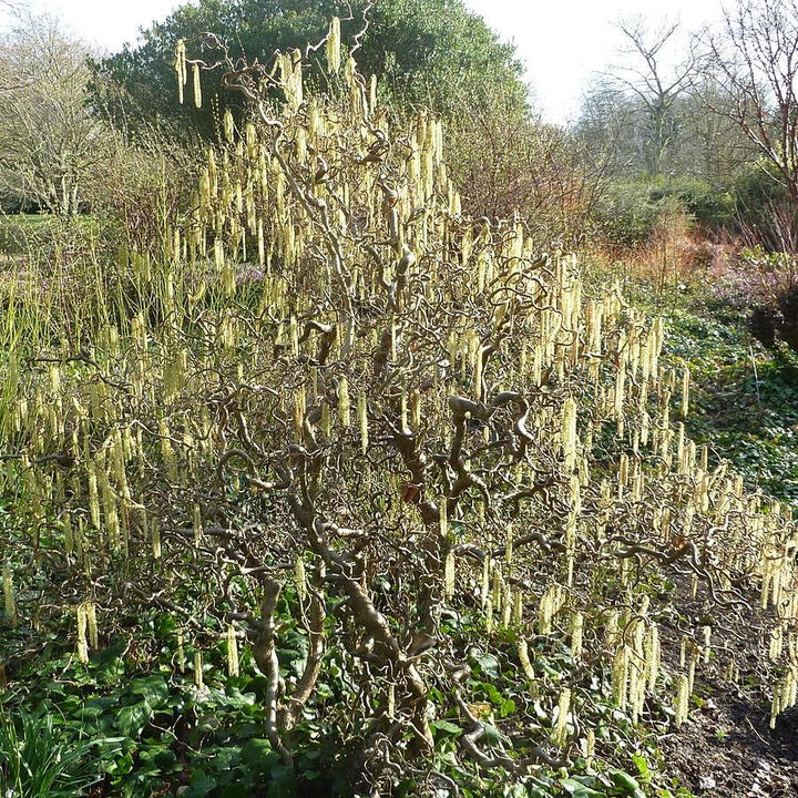 Corylus avellana 'Contorta'  - Contorted Filbert, Harry Lauder’s Walking Stick