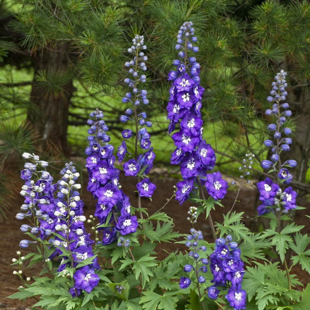 Delphinium 'Purple Passion'  - New Millennium™ Purple Passion Delphinium