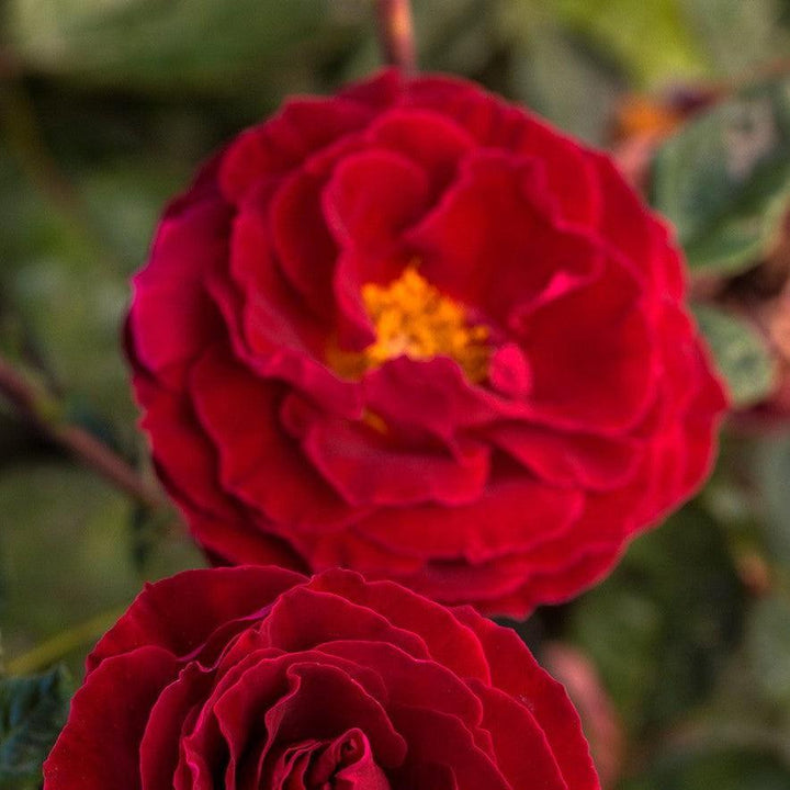 Rosa 'Sproflored'  - Cherrytini™ Rose