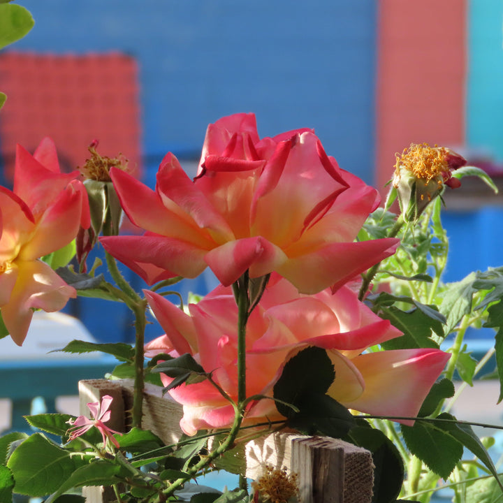 Rosa 'Joseph's Coat'  - Joseph's Coat Rose