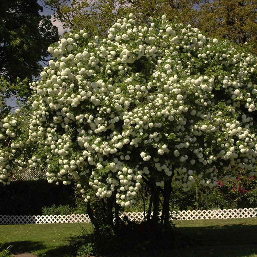 Viburnum opulus 'Roseum'  - Eastern Snowball