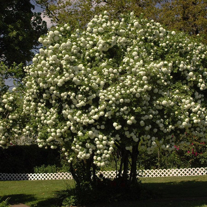 Viburnum opulus 'Roseum'  - Eastern Snowball