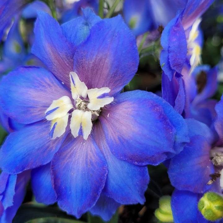 Delphinium x 'Cobalt Dreams'  - Cobalt Dreams Delphinium