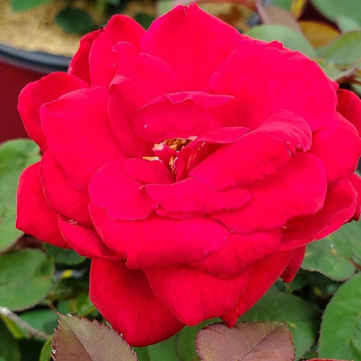 Rosa 'Baimir'  - Easy Elegance® Kashmir Rose