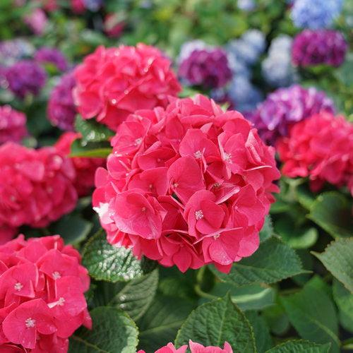 Hydrangea macrophylla 'SMNHML'  - Wee Bit Giddy® Hydrangea