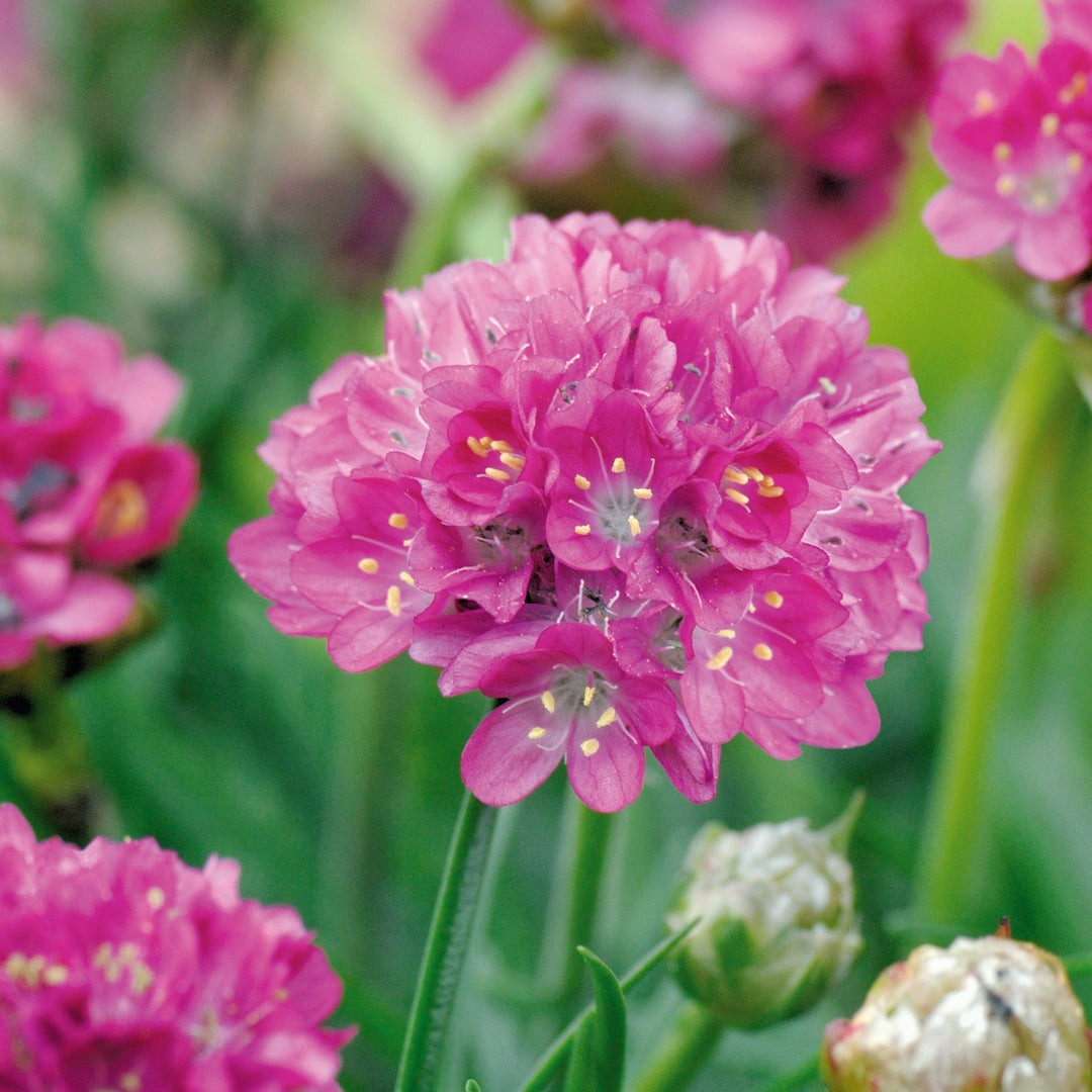 Armeria maritima 'Morning Star Deep Rose'  - Morning Star Deep Rose Sea Thrift