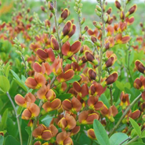 Baptisia 'Cherries Jubilee'  - Decadence® Cherries Jubilee Baptisia