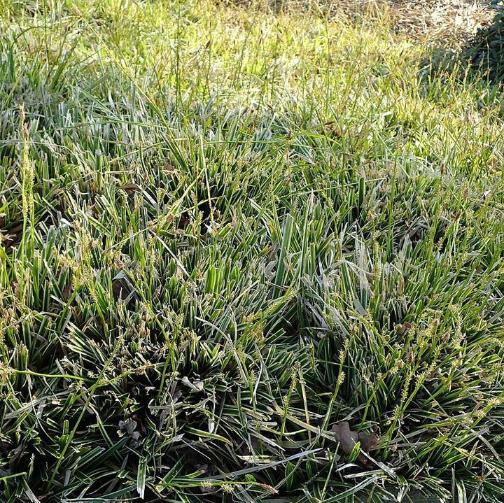 Carex morrowii 'Ice Dance'  - Ice Dance Sedge