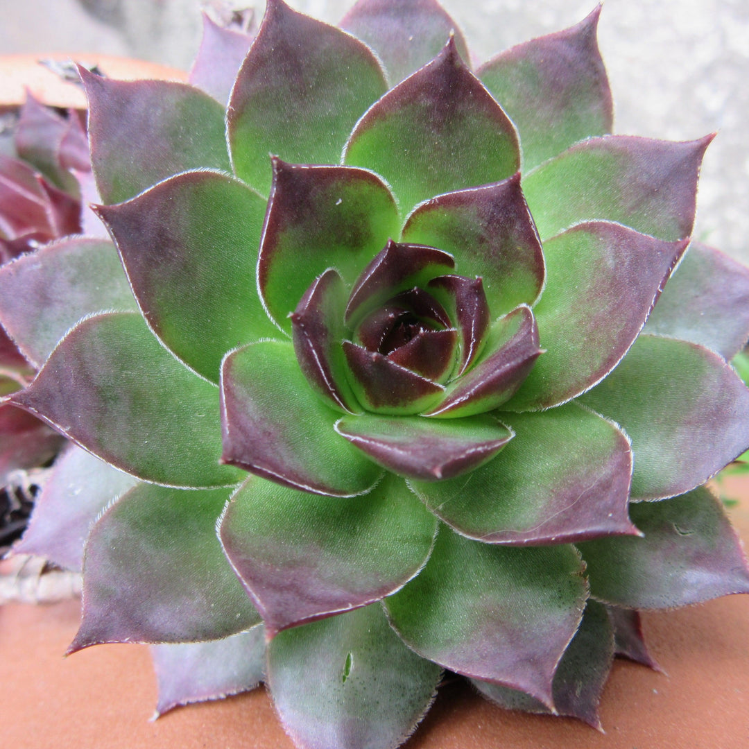 Sempervivum 'Black'  - Black Echeveria, Hens and Chicks