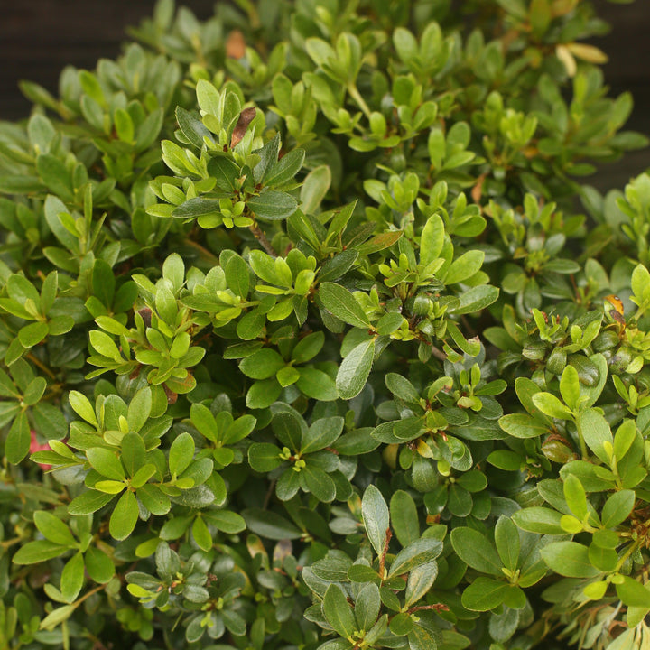 Azalea x 'Gumpo Pink'  - Gumpo Pink Azalea