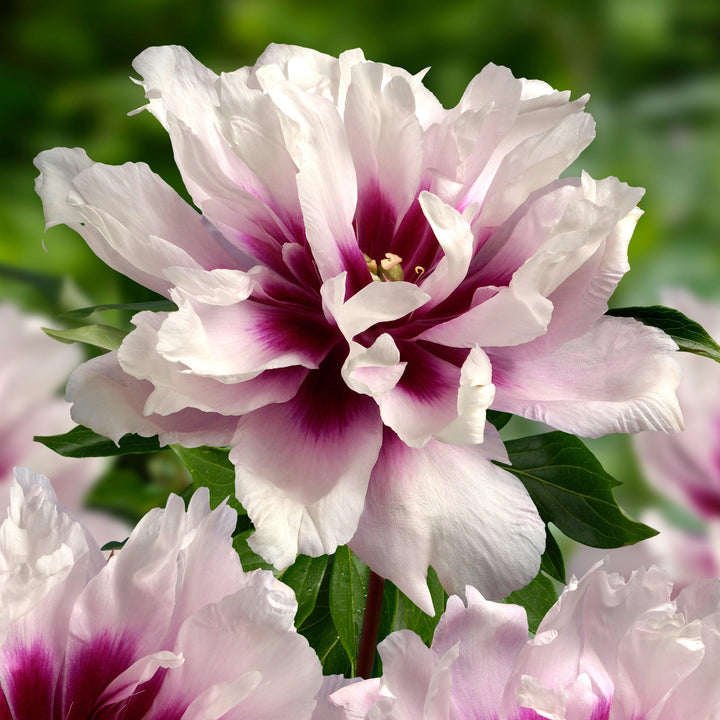 Paeonia 'Cora Louise'  - Cora Louise Itoh Peony