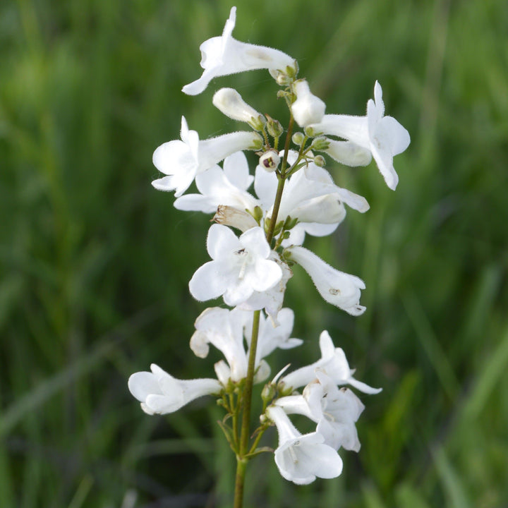 Penstemon digitalis 'Alba'  - White Beardtongue