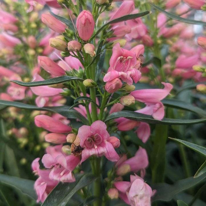 Penstemon 'Pristine Pink'  - Pristine Pink Beardtongue